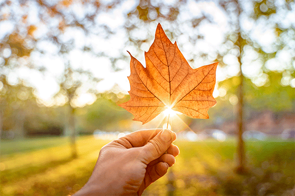 Hand holding an orange sycamore leaf with autumn sunlight shining through the center, set against a softly blurred outdoor background of trees and fall foliage.