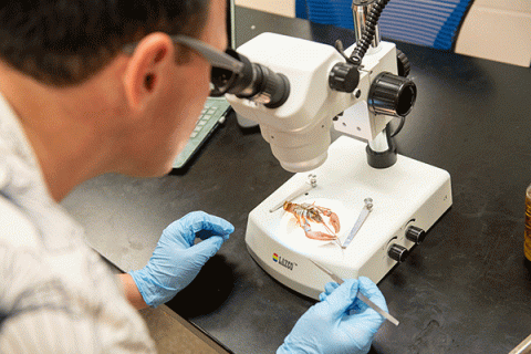 A white male student with dark brown hair and glasses, and wearing blue latex gloves, inspects a crustacean through a microscope sitting on a black table.